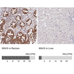 MAVS Antibody, Novus Biologicals 0.1mL; Unlabeled:Antibodies, Polyclonal